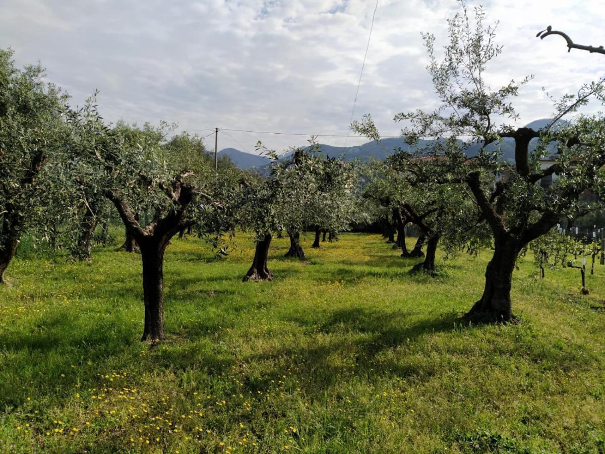 Agriturismo La Vite Maritata Pietrasanta Eksteriør billede