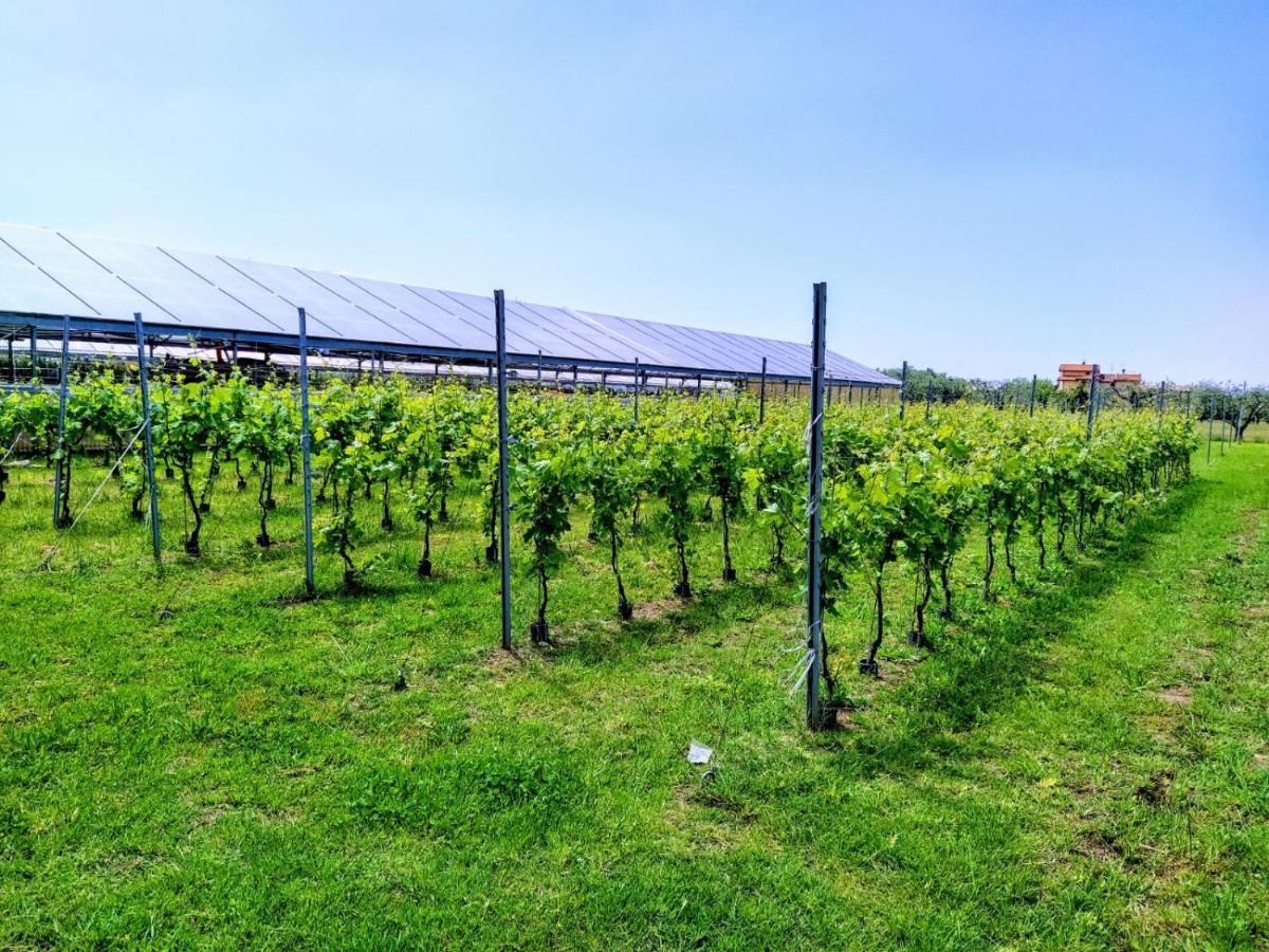 Agriturismo La Vite Maritata Pietrasanta Eksteriør billede