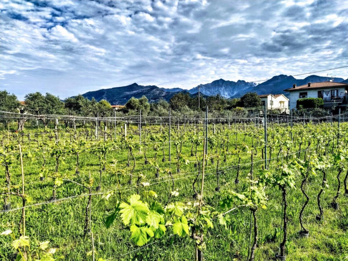Agriturismo La Vite Maritata Pietrasanta Eksteriør billede